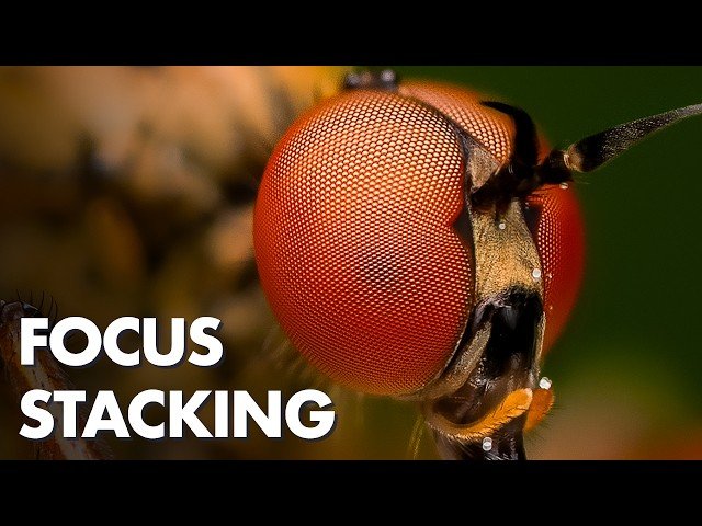 Trying Different Focus Stacking Methods in the Field