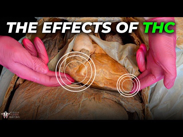 This Is What THC Does to the Body