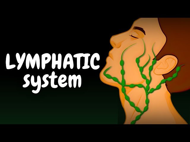 How the Lymphatic System Works - Fluid Balance, Vessels and Immune Organs