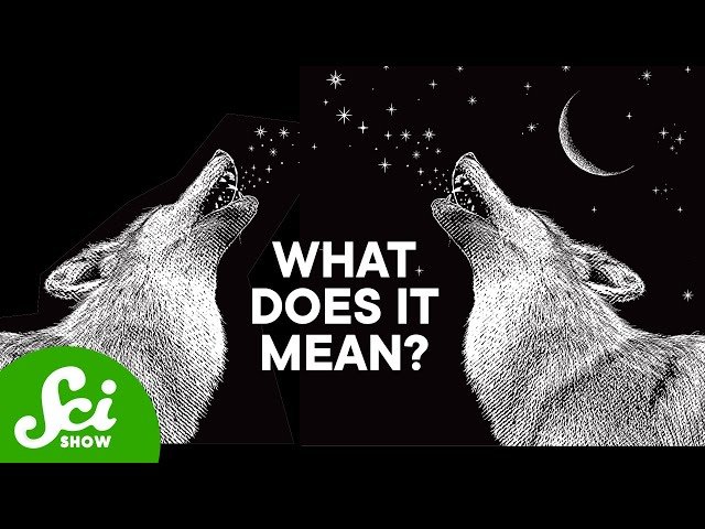 Did We Just De-Extinct Dire Wolves? The Science Behind De-Extinction Claims