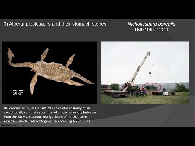 Swallowing Stones - The Mysteries of Stomach Stones in Alberta Plesiosaurs