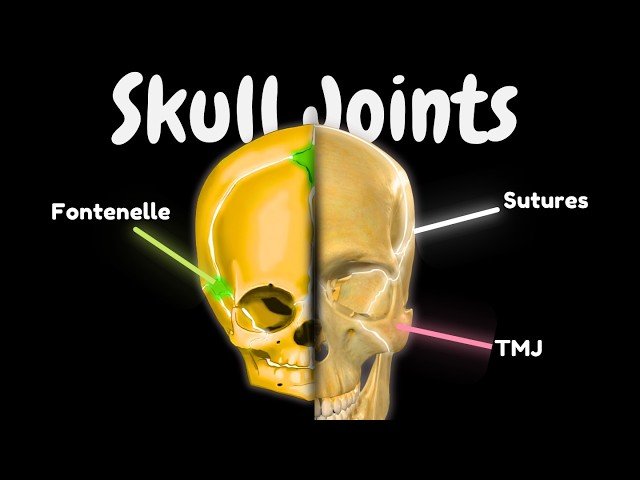 Joints of the Skull - Fontanelles, Sutures, TMJ and Synchondroses Explained