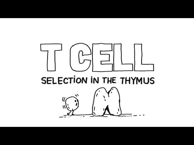 T Cell Selection in the Thymus - Understanding Immune Tolerance and Autoimmunity Prevention