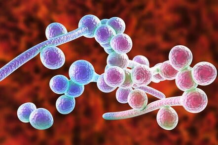 Invasive Fungal Diseases: What the Healthcare Professional Needs to Know