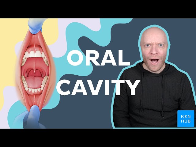 Overview of the Oral Cavity - Human Anatomy