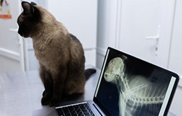 Introduction to Basics in Veterinary Diagnostic Imaging
