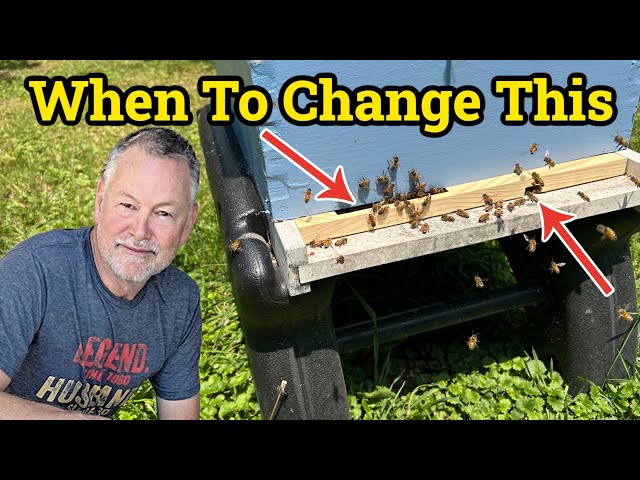 Beekeeping - 4 Crucial Times to Change Your Hive Entrance