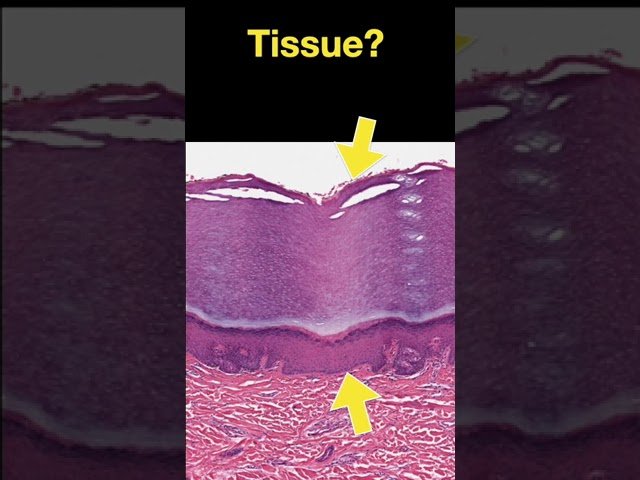Histology - Epithelial, Connective, and Muscle Tissue Types