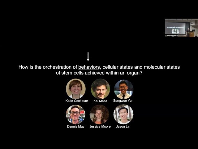 Principles of Tissue Dynamics and Function Captured by Imaging