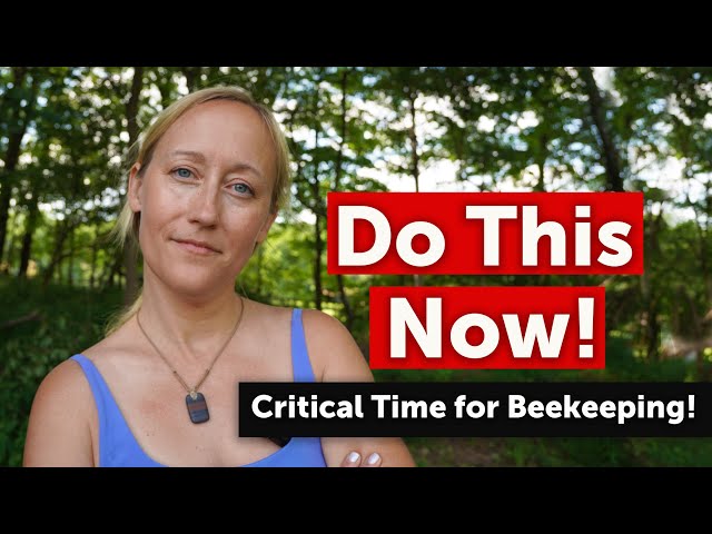 Treating for Varroa Mites in Late Summer - Best Treatment Options, Why and When to Do It