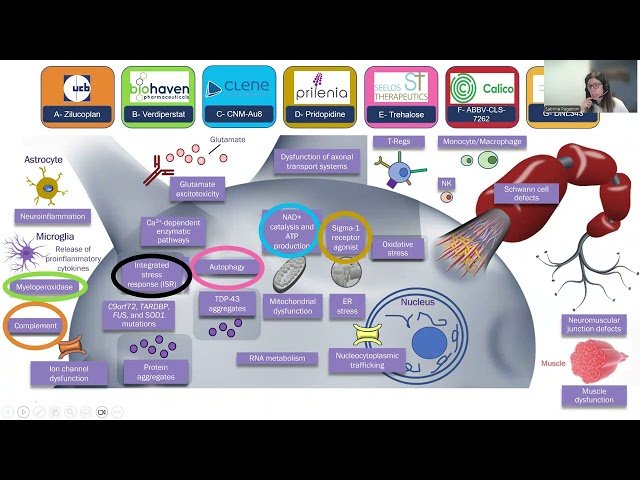 HEALEY ALS Platform Trial - Drug Development Pipeline and Selection Process