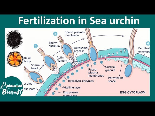 Sea Urchin Fertilization Process - How Sperm Fertilize an Ovum and Block Polyspermy
