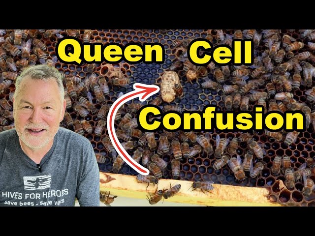Beekeeping: Swarm Panic? Common Questions About Queen Cells and More