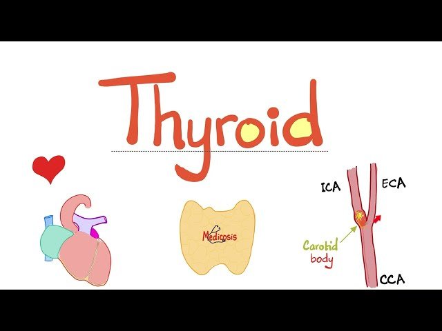 Thyroid Blood Supply - Thyroid Vessels - Thyroid Arteries - Superior and Inferior Thyroid Arteries
