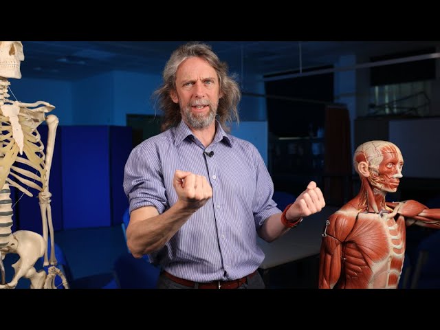 Muscle Functions in Anatomy - Types of Muscle Contractions and Roles