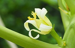 Anatomy of Flowering Plants