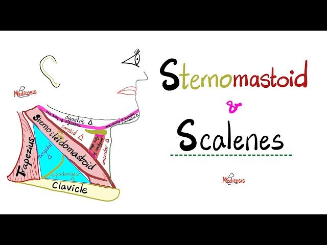 Sternocleidomastoid Muscle - Scalene Muscles - Anterior, Middle, Posterior - Neck Muscles Anatomy