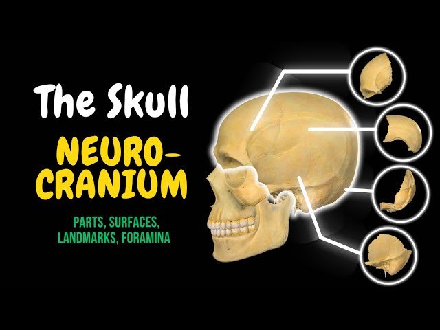 Skull Bones: Neurocranium - Frontal, Parietal, Temporal, Occipital, Sphenoid, Ethmoid