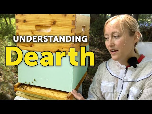 Understanding and Managing Dearth - Beekeeper's Guide to this Critical Time