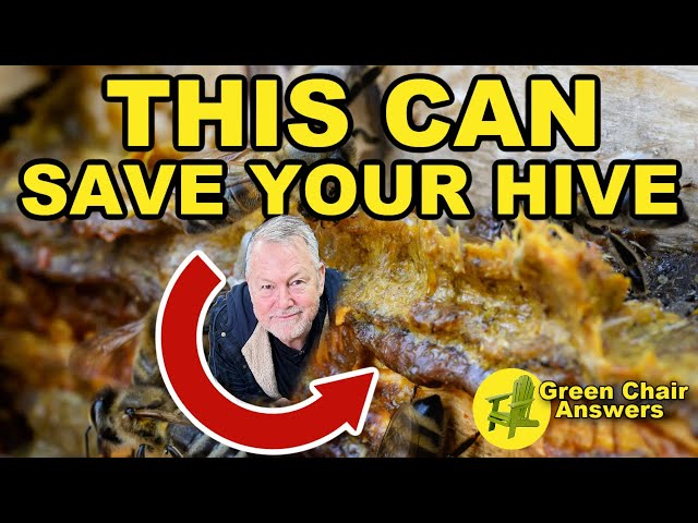 Propolis in Beekeeping - Benefits for Bee Colony Health