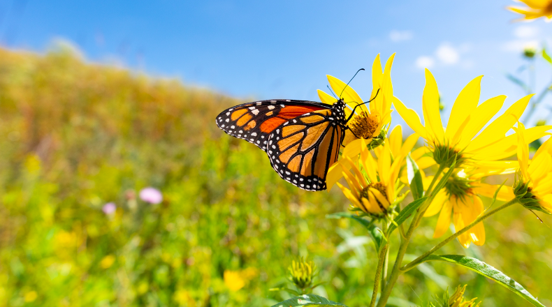Creating A Native Butterfly Garden (Live Online)