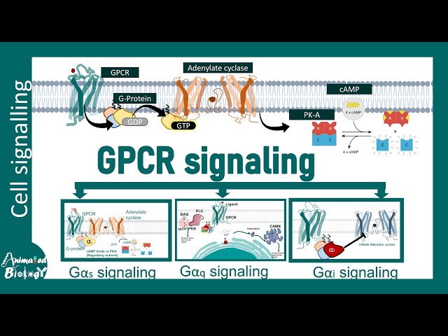 GPCR Signaling and Its Subclasses - Ga, Gq, Gi Signaling Pathways and Its Regulation