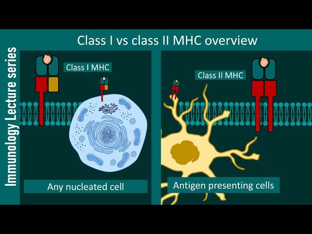 Major Histocompatibility Complex Overview - MHC 1 and MHC 2 - Immunology Lecture