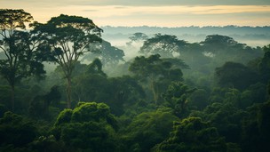 Forestry 4.0 - The Forestry Industry in Industry 4.0