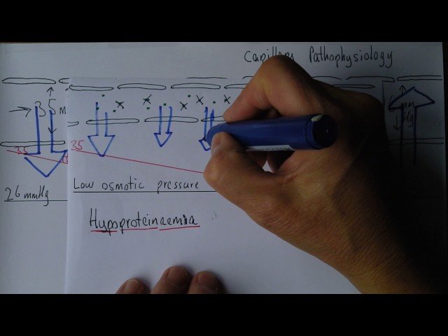 Capillary Physiology