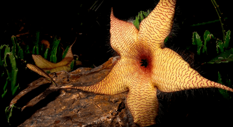 Gardening Can Be Murder Book Talk with Marta McDowell (Live Online)