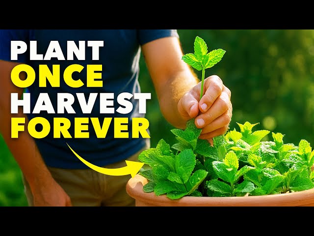 How to Grow Mint the Easy Way and Stop it Spreading