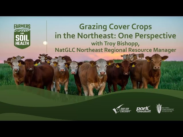 Logistics and Benefits of Grazing Fall Cover Crops