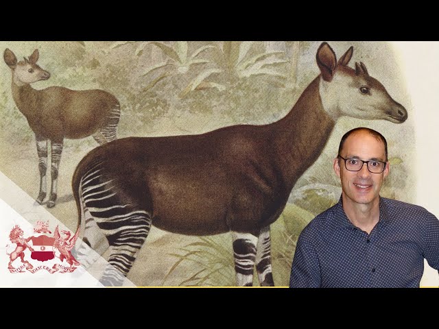 Discovering the Okapi - Western Science, Indigenous Knowledge, and the Search for a Rainforest Enigma