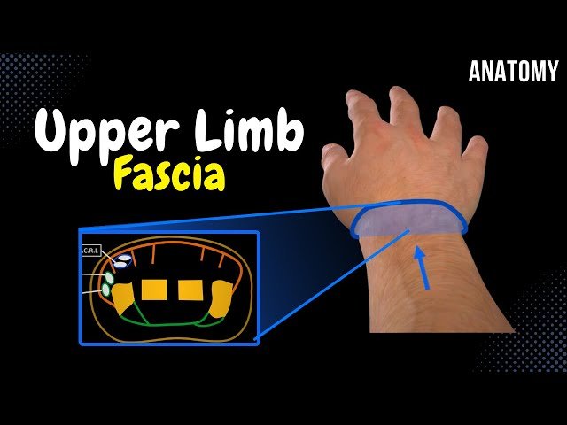 Upper Limb Anatomy - Fascia, Muscles, Arteries, Veins and Nerves