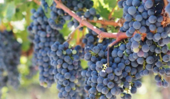 Blind Tasting Thin-Skinned Red Wines (Live Online)