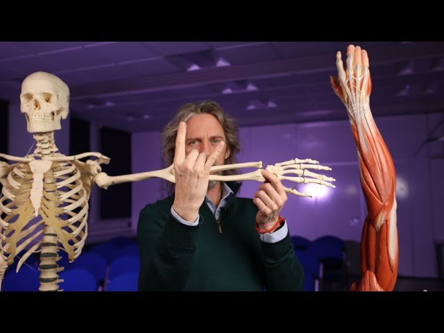 Origins and Insertions of Finger Muscles