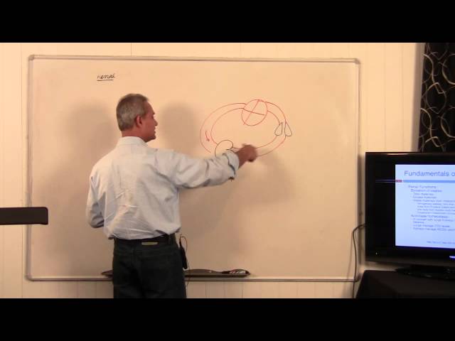Fundamentals of Renal System