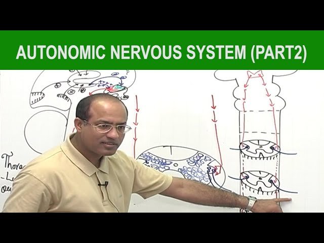 Autonomic Nervous System - Neurology