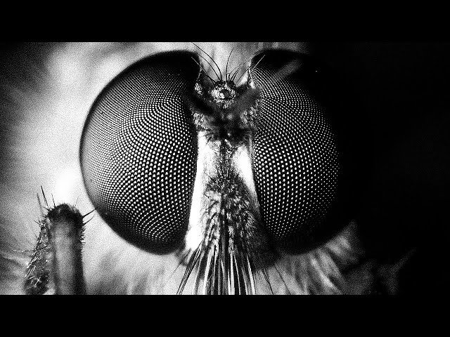 Black and White Insect Macro Photography