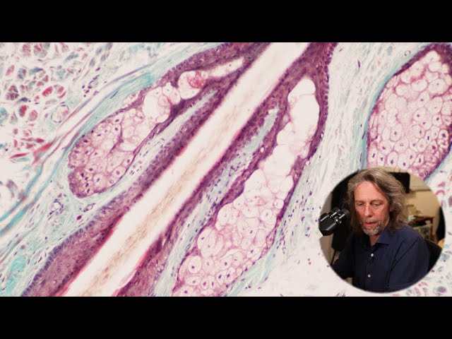 Histology of Hairy Thin Skin