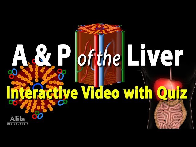 Anatomy and Physiology of the Liver - Interactive Lesson with Quiz