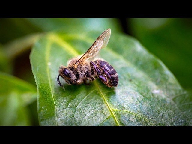 EPA About to Approve This Toxic Forever Chemical - And It Could Be On Your Food