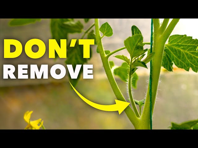 How to Prune Tomatoes for Explosive Growth - The Right Way