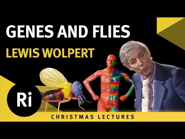 Genes and Flies - Lecture 4