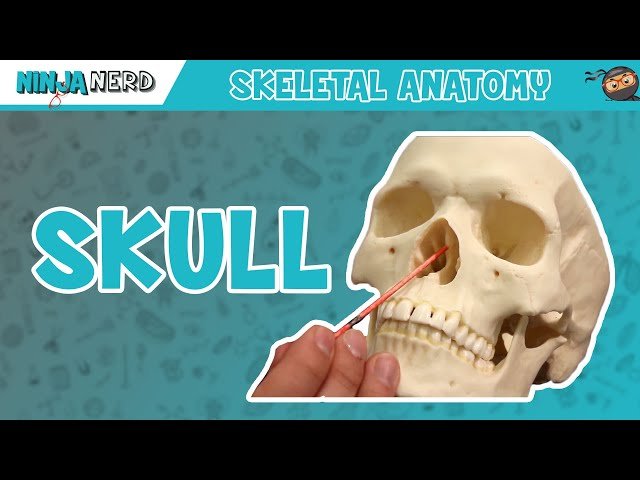 Bone Anatomy