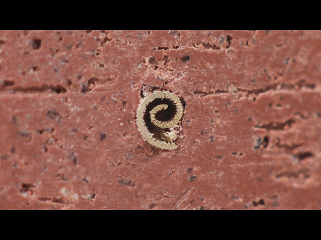 Intentional vs Spontaneous Bronze Decoration in Ceramic Pottery