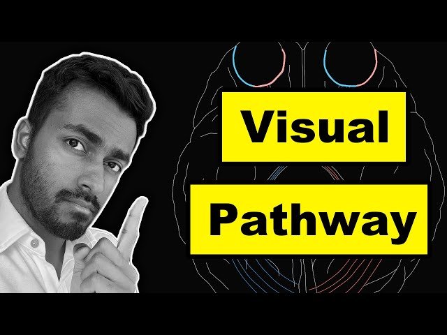 Visual Pathway - Explained