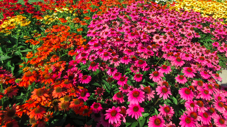 Best New Plants of 2026 (Live Online)