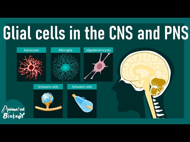 Glial Cell Types and Their Function - Astrocytes, Oligodendrocytes, Microglia, Schwann Cells