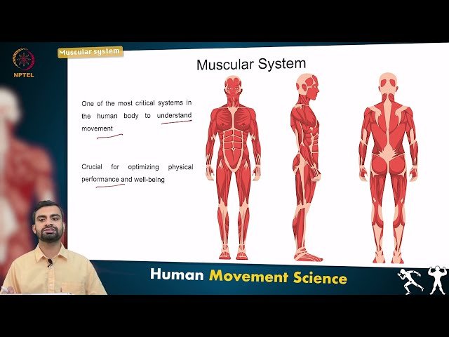 Muscular System